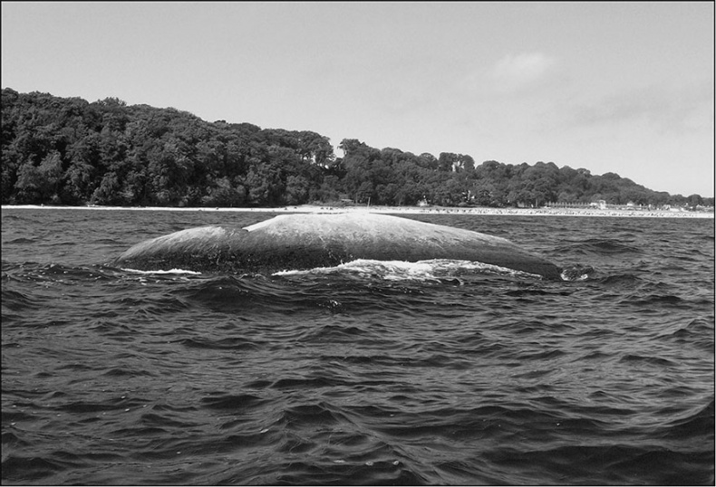 Иллюстрация к книге — Предания Синих камней [i_004.jpg]