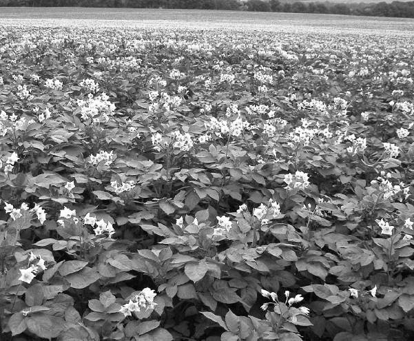 Иллюстрация к книге — Защита сада и огорода без химии. Как перехитрить болезни и вредителей [i_013.jpg]