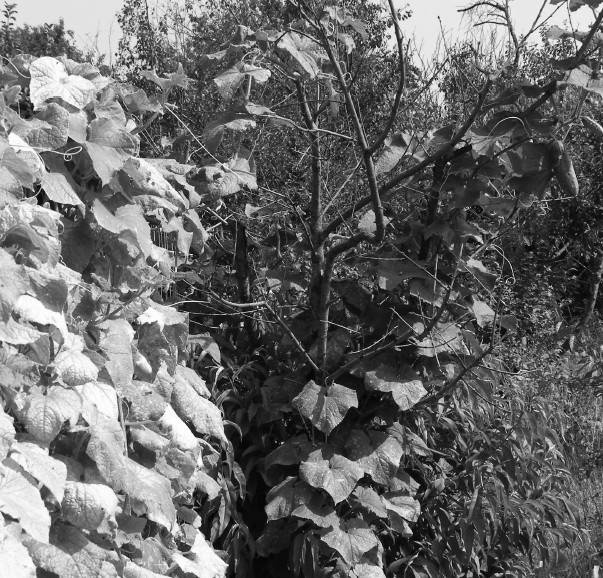 Иллюстрация к книге — Защита сада и огорода без химии. Как перехитрить болезни и вредителей [i_016.jpg]