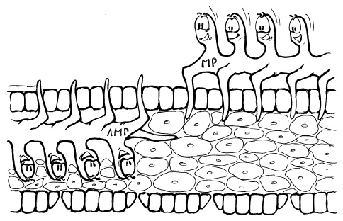 Иллюстрация к книге — Защита сада и огорода без химии. Как перехитрить болезни и вредителей [i_017.jpg]