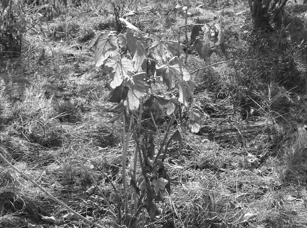 Иллюстрация к книге — Защита сада и огорода без химии. Как перехитрить болезни и вредителей [i_018.jpg]