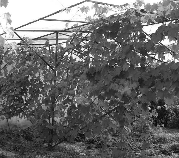 Иллюстрация к книге — Защита сада и огорода без химии. Как перехитрить болезни и вредителей [i_020.jpg]