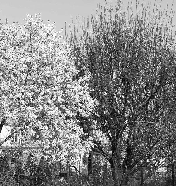 Иллюстрация к книге — Защита сада и огорода без химии. Как перехитрить болезни и вредителей [i_021.jpg]