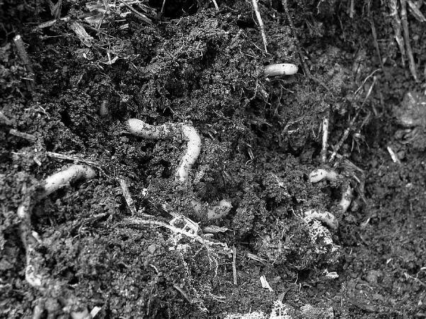 Иллюстрация к книге — Защита сада и огорода без химии. Как перехитрить болезни и вредителей [i_023.jpg]