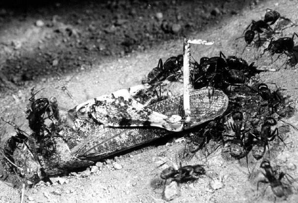 Иллюстрация к книге — Защита сада и огорода без химии. Как перехитрить болезни и вредителей [i_031.jpg]