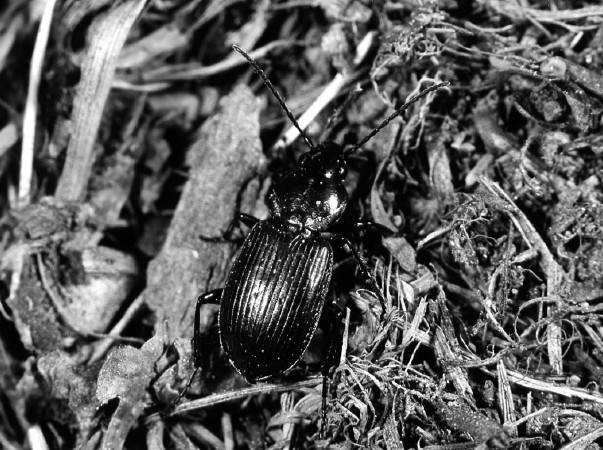 Иллюстрация к книге — Защита сада и огорода без химии. Как перехитрить болезни и вредителей [i_034.jpg]