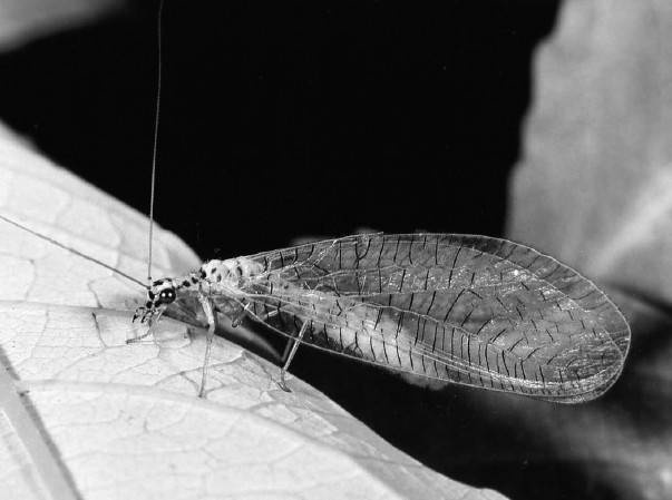 Иллюстрация к книге — Защита сада и огорода без химии. Как перехитрить болезни и вредителей [i_036.jpg]