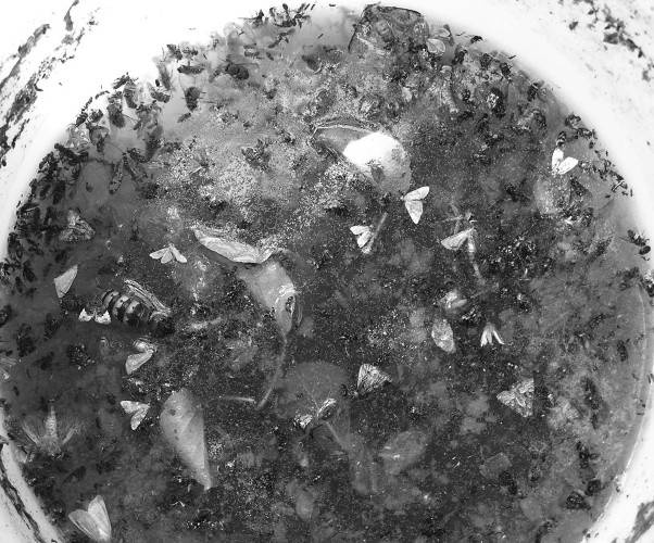 Иллюстрация к книге — Защита сада и огорода без химии. Как перехитрить болезни и вредителей [i_040.jpg]