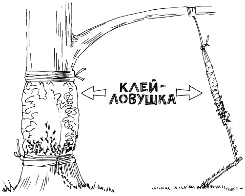 Иллюстрация к книге — Защита сада и огорода без химии. Как перехитрить болезни и вредителей [i_042.jpg]