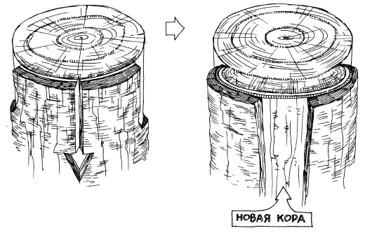 Иллюстрация к книге — Защита сада и огорода без химии. Как перехитрить болезни и вредителей [i_049.jpg]