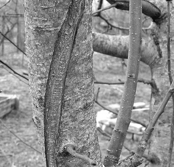 Иллюстрация к книге — Защита сада и огорода без химии. Как перехитрить болезни и вредителей [i_050.jpg]