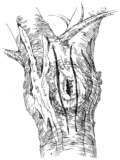 Иллюстрация к книге — Защита сада и огорода без химии. Как перехитрить болезни и вредителей [i_051.jpg]