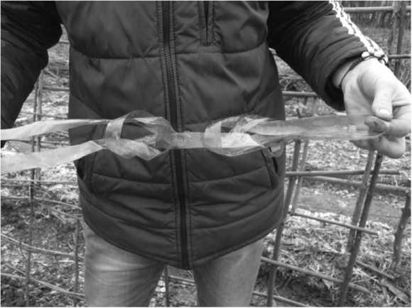 Иллюстрация к книге — Посевной календарь на 2017 год с советами ведущего огородника [i_025.jpg]