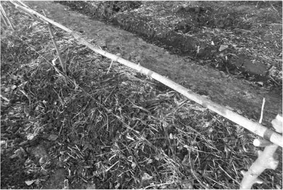 Иллюстрация к книге — Посевной календарь на 2017 год с советами ведущего огородника [i_030.jpg]