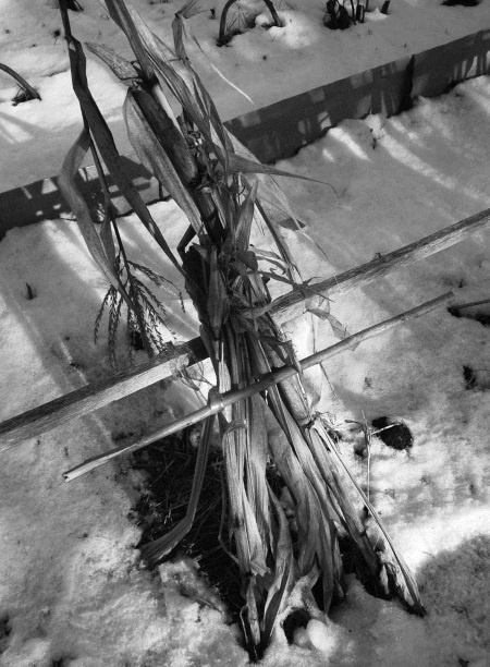 Иллюстрация к книге — Посевной календарь на 2017 год с советами ведущего огородника [i_032.jpg]