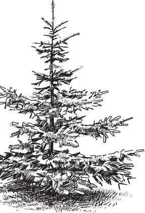 Иллюстрация к книге — Мои питомцы. С вопросами и ответами для почемучек [_109.jpg]