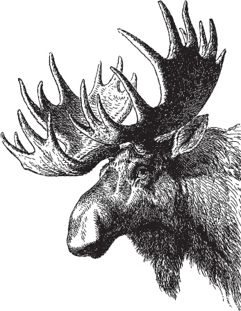 Иллюстрация к книге — Мои питомцы. С вопросами и ответами для почемучек [_110.jpg]