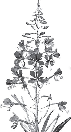 Иллюстрация к книге — Мои питомцы. С вопросами и ответами для почемучек [_112.jpg]