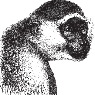 Иллюстрация к книге — Мои питомцы. С вопросами и ответами для почемучек [_12.jpg]