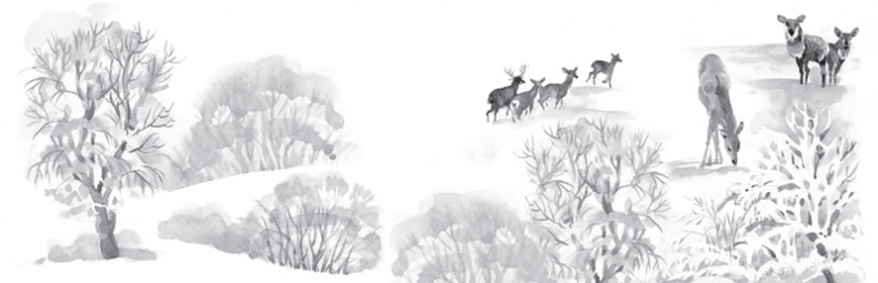 Иллюстрация к книге — Мои питомцы. С вопросами и ответами для почемучек [_122.jpg]