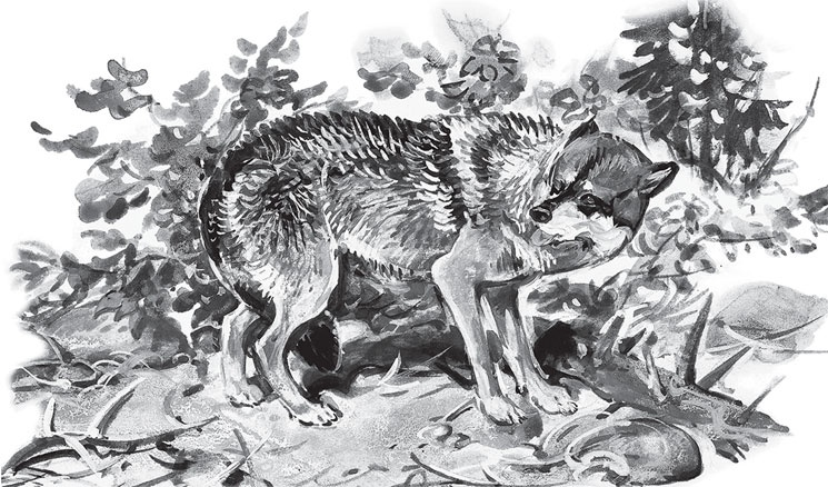 Иллюстрация к книге — Мои питомцы. С вопросами и ответами для почемучек [_124.jpg]