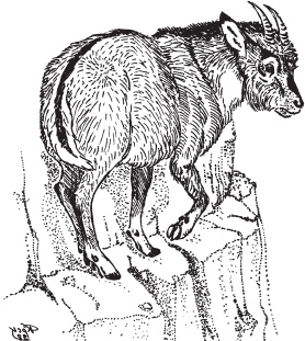 Иллюстрация к книге — Мои питомцы. С вопросами и ответами для почемучек [_125.jpg]