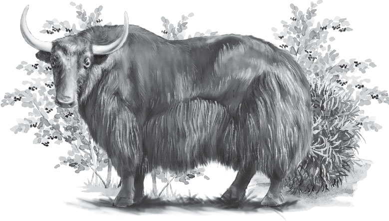 Иллюстрация к книге — Мои питомцы. С вопросами и ответами для почемучек [_130.jpg]