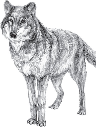 Иллюстрация к книге — Мои питомцы. С вопросами и ответами для почемучек [_131.jpg]