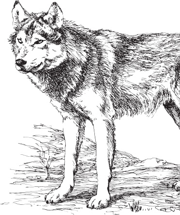 Иллюстрация к книге — Мои питомцы. С вопросами и ответами для почемучек [_134.jpg]