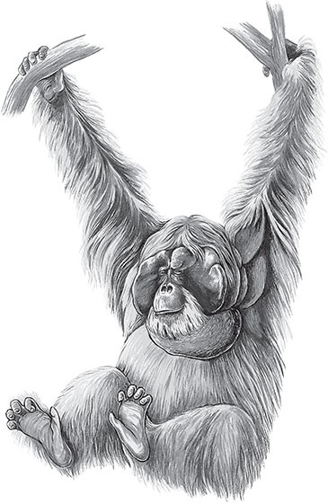 Иллюстрация к книге — Мои питомцы. С вопросами и ответами для почемучек [_142.jpg]