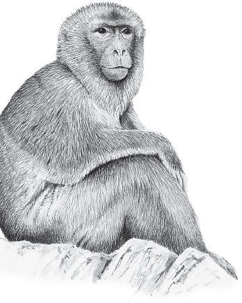 Иллюстрация к книге — Мои питомцы. С вопросами и ответами для почемучек [_17.jpg]