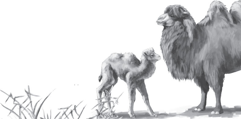 Иллюстрация к книге — Мои питомцы. С вопросами и ответами для почемучек [_19.jpg]