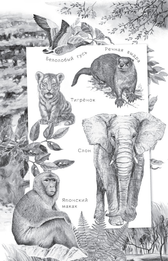 Иллюстрация к книге — Мои питомцы. С вопросами и ответами для почемучек [_2.jpg]