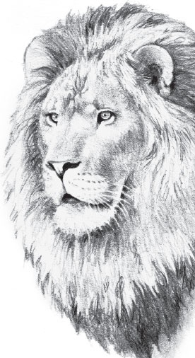 Иллюстрация к книге — Мои питомцы. С вопросами и ответами для почемучек [_24.jpg]