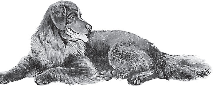 Иллюстрация к книге — Мои питомцы. С вопросами и ответами для почемучек [_25.jpg]