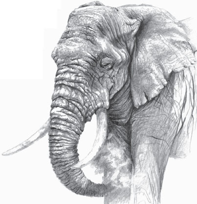 Иллюстрация к книге — Мои питомцы. С вопросами и ответами для почемучек [_26.jpg]