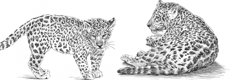 Иллюстрация к книге — Мои питомцы. С вопросами и ответами для почемучек [_28.jpg]