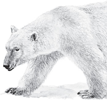 Иллюстрация к книге — Мои питомцы. С вопросами и ответами для почемучек [_31.jpg]