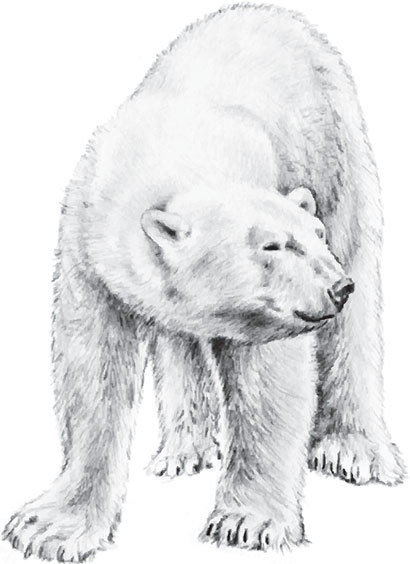 Иллюстрация к книге — Мои питомцы. С вопросами и ответами для почемучек [_43.jpg]