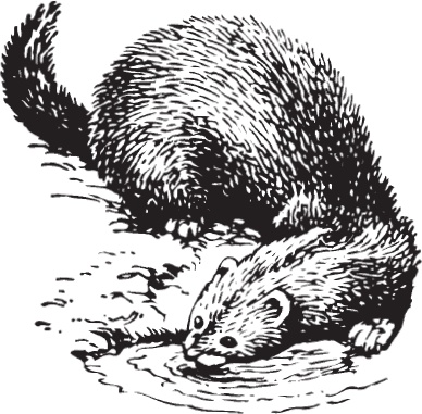 Иллюстрация к книге — Мои питомцы. С вопросами и ответами для почемучек [_51.jpg]