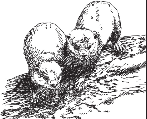 Иллюстрация к книге — Мои питомцы. С вопросами и ответами для почемучек [_52.jpg]