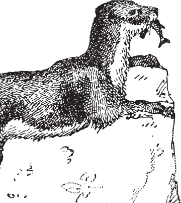 Иллюстрация к книге — Мои питомцы. С вопросами и ответами для почемучек [_53.jpg]