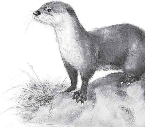 Иллюстрация к книге — Мои питомцы. С вопросами и ответами для почемучек [_54.jpg]