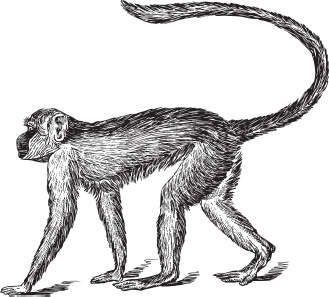 Иллюстрация к книге — Мои питомцы. С вопросами и ответами для почемучек [_6.jpg]