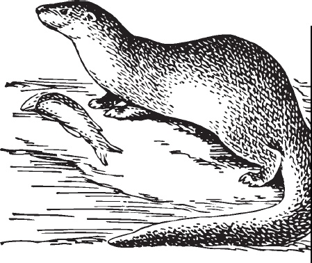 Иллюстрация к книге — Мои питомцы. С вопросами и ответами для почемучек [_60.jpg]