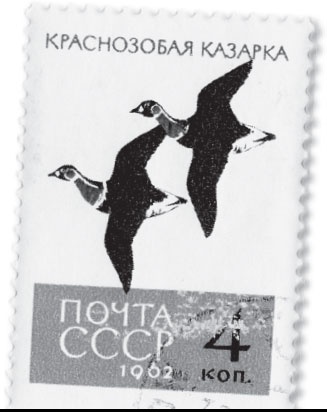 Иллюстрация к книге — Мои питомцы. С вопросами и ответами для почемучек [_65.jpg]