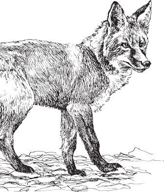 Иллюстрация к книге — Мои питомцы. С вопросами и ответами для почемучек [_66.jpg]