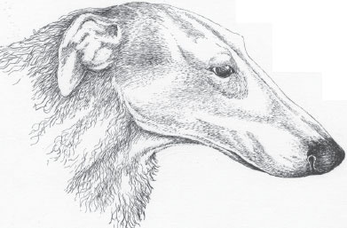 Иллюстрация к книге — Мои питомцы. С вопросами и ответами для почемучек [_70.jpg]