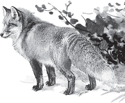 Иллюстрация к книге — Мои питомцы. С вопросами и ответами для почемучек [_74.jpg]