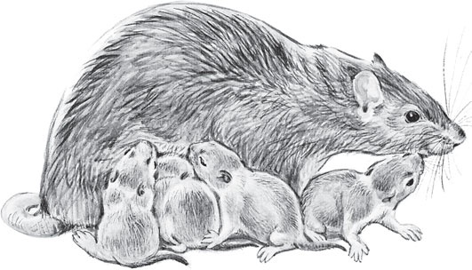 Иллюстрация к книге — Мои питомцы. С вопросами и ответами для почемучек [_79.jpg]